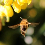 honey-bee-68166_640