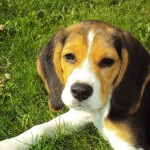 beagle-puppy-2681_640